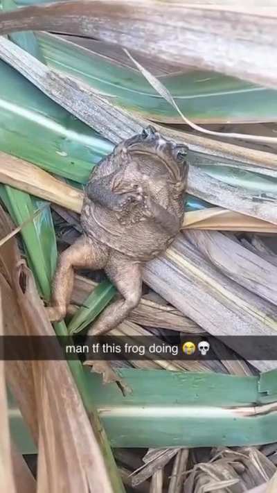 🐸