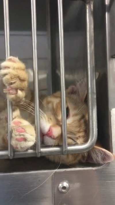 Humperdink wants pets. Solo kitten who’s adoptable from my local shelter in MN.