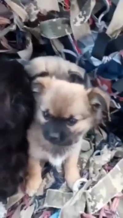 He thought it was just a bunch of puppies, but…