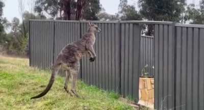 Kangaroos duking it out