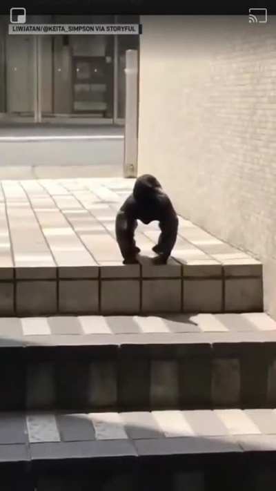 cursed_birb