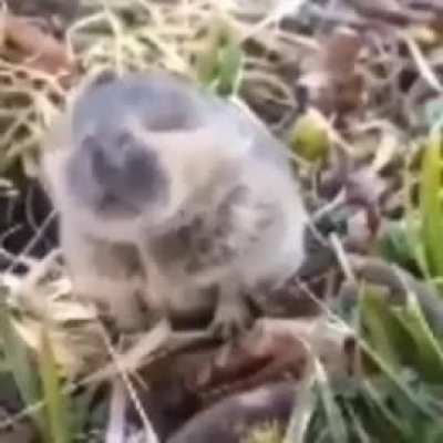 Did he survive? 