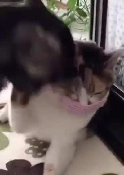 MEOW_IRL