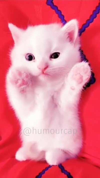 Wink Wink