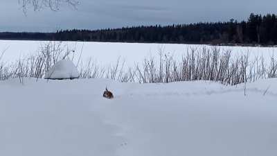 Snow Shark Beag!