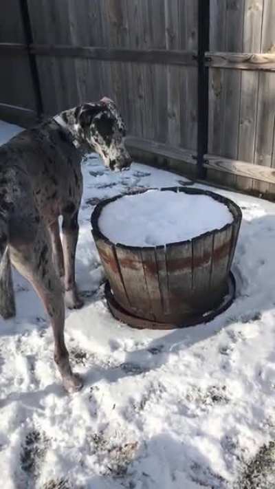 Joint supplements for Danes?