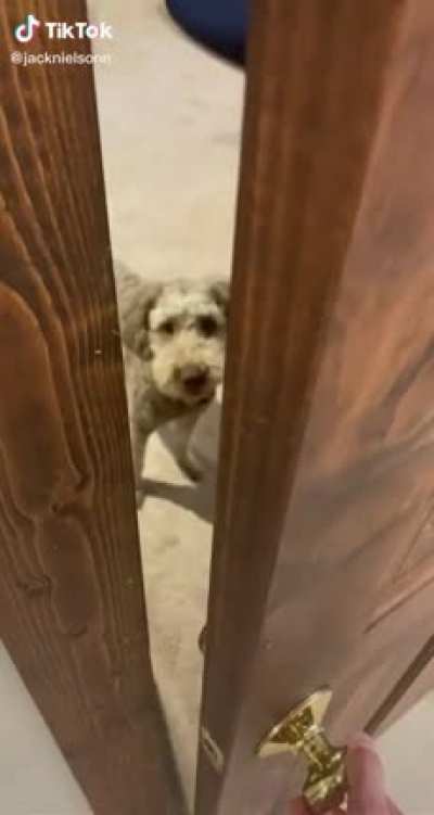 Dog wants to come in