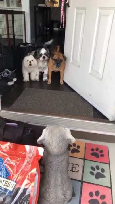 Surprising them with a new friend...
