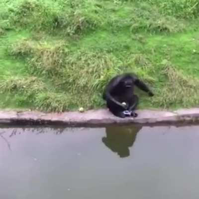 How To Trick A Monkey