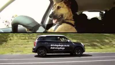 Dogs can also drive cars. OMG