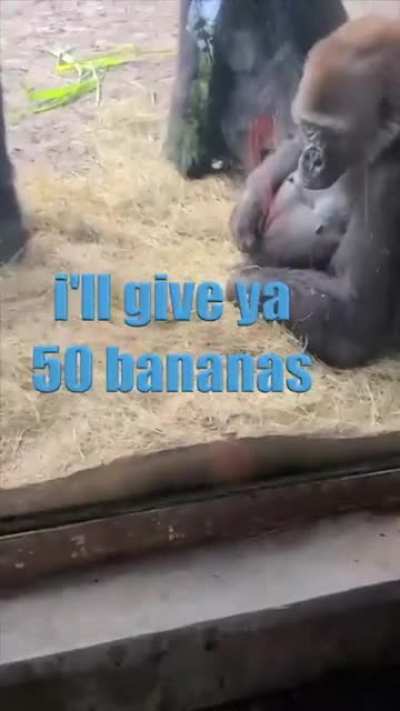 Gorilla vs Snake By KLR Productions
