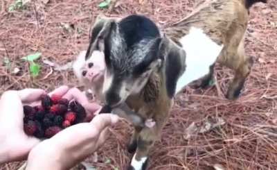such a noice goat