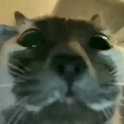 Gato