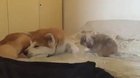 Bunnies flop over when they feel completely safe