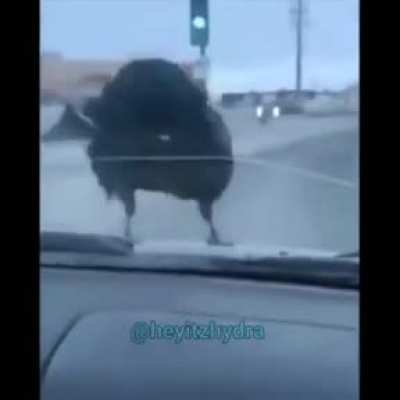 Bird taking off on a moving car