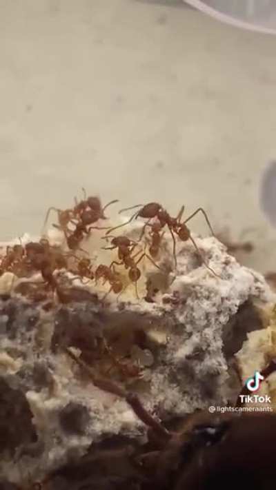 This huge ant is of the genus Atta. Atta is a genus of fungus growing ants. Leafcutter ants obligately cultivate clonally propagated fungus inside their nest as their main source of food.