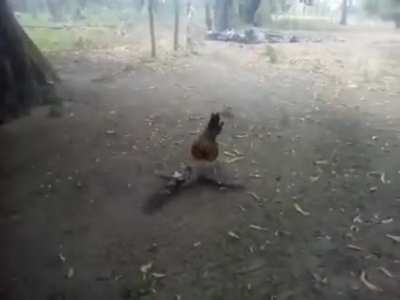 Bandtom Rooster gives attacking Hawk a beating of a lifetime.