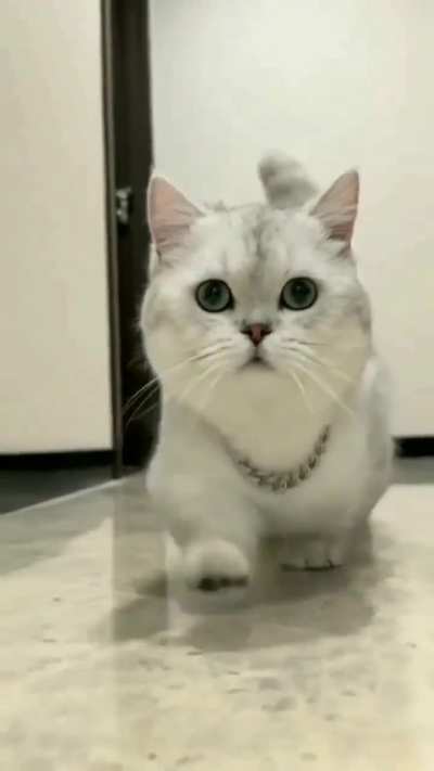 This kitten has the coolest walk