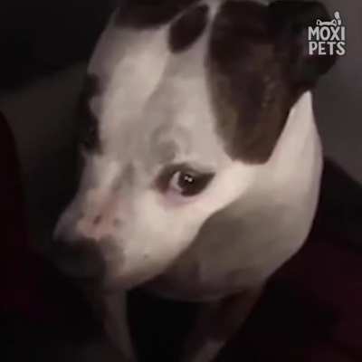 These guilty dogs were caught red handed | Moxi Moments
