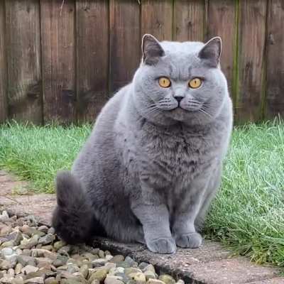 Congratulations , you have been visited by the good luck chonk 🍀(Volume up)