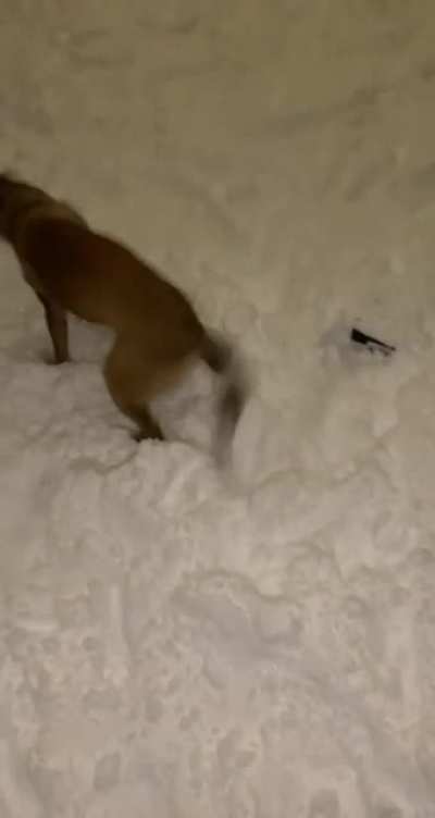 The only reason I look forward to snow now. Watching this derp roll around and army crawl through a foot of snow