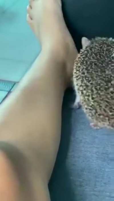 Just a friendly hedgehog....