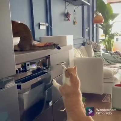 to touch tha tail