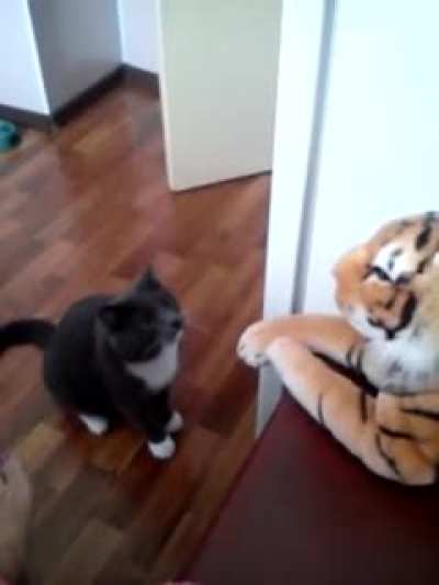 What part of get yer striped ass off my chair did you not understand??