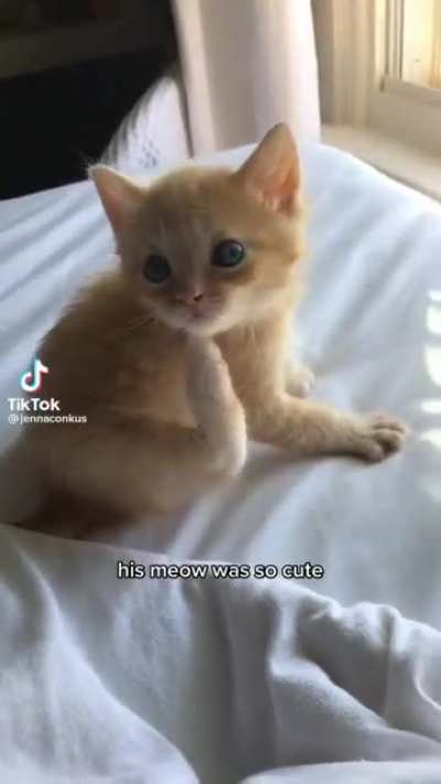 cute meow