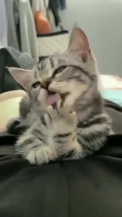 Lick your paws with elegance - then wink!