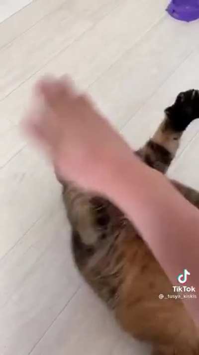 Kung-fu showdown with a fat loaf of floof