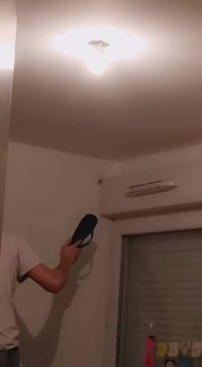 We had a huge spider at home last night