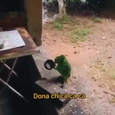 miau