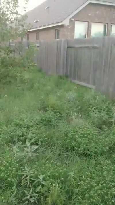 Does your border terrier do this too? My dork's name is Loki btw.