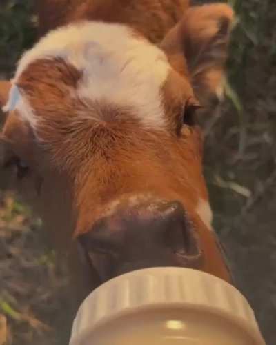 Thirsty baby