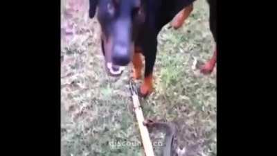 comrade dog