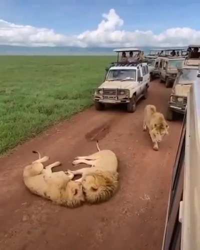 Not just another catnap.