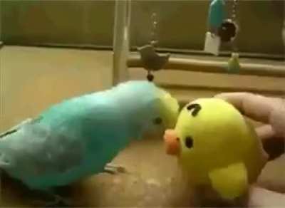 Gonna do the two claws then budgie boogie grab your new toy and party 'wit em, gonna do the cute birb and happy birby