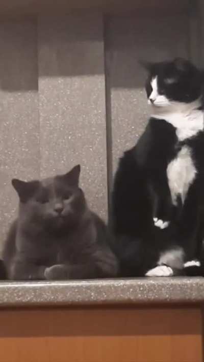 To bite the other cat