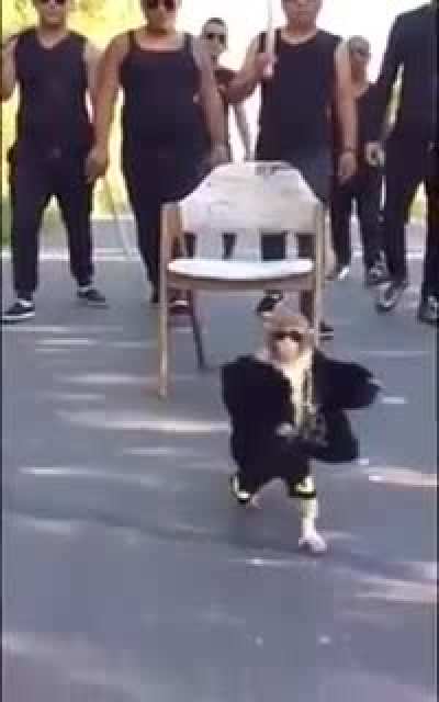 monke gang