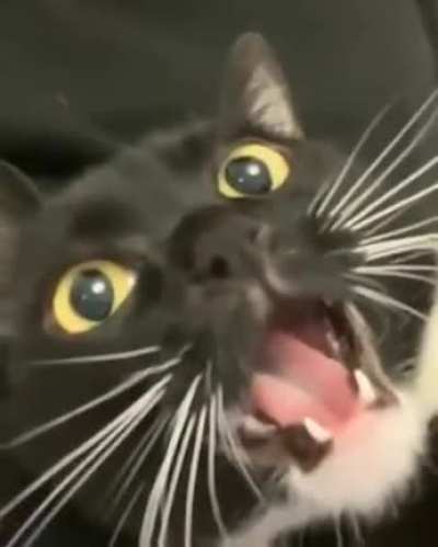 Quite A Long Meow