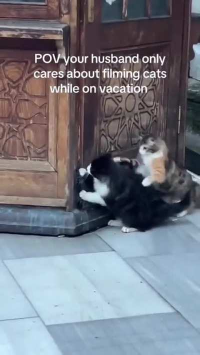 cat city