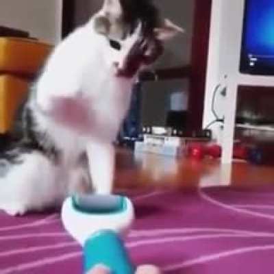 Cat swats callus remover