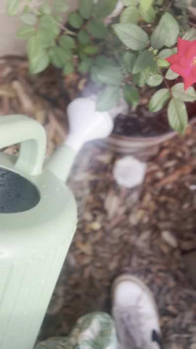Watering the flowers with morning ebony piss