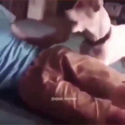 HotDOG DogHot
