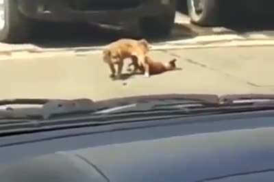 Poor Dogs Last Nut