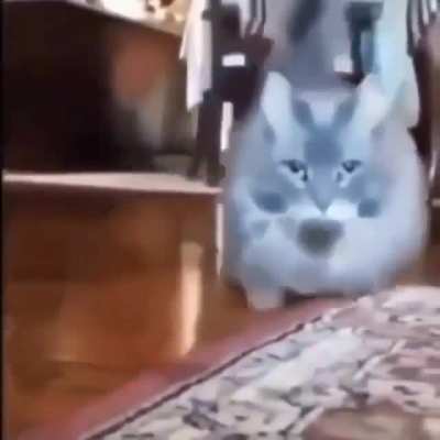 Rule (Cat)
