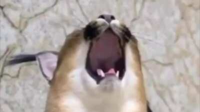 Floppa yawn