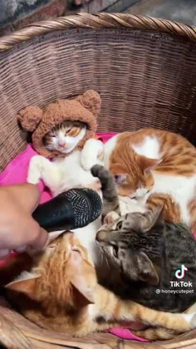 Cats
