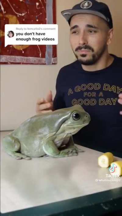 what a huge frog